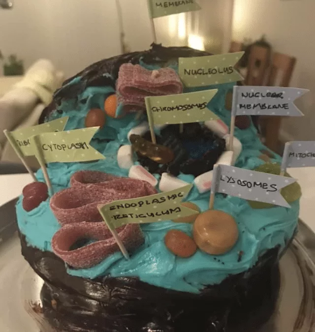 How to Make an Edible Plant Cell Project for School